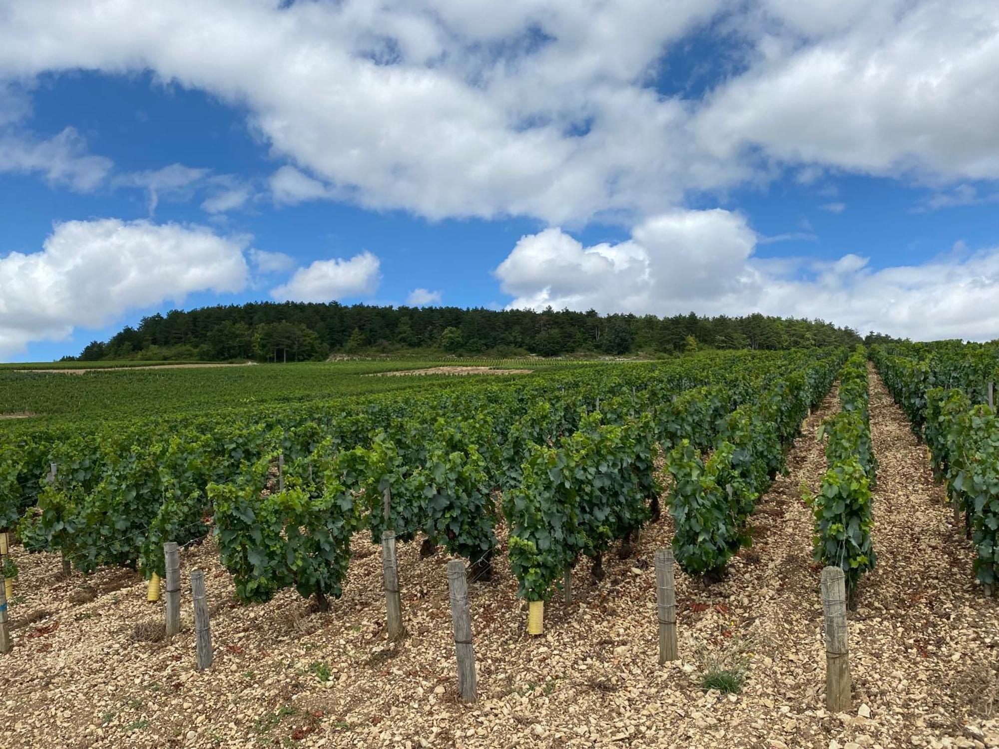 Le Merrain Gite Plein Coeur De Chablis Exterior foto